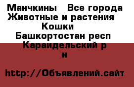 Манчкины - Все города Животные и растения » Кошки   . Башкортостан респ.,Караидельский р-н